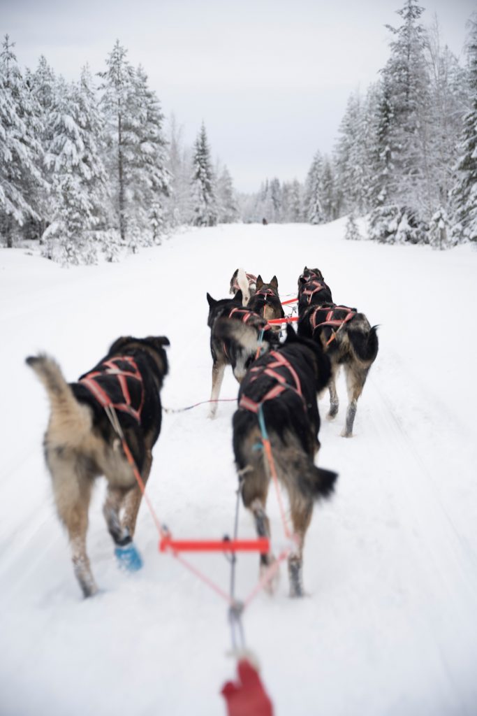 Cruisefire BELOW ZERO 2026 in Arvidsjaur Lappland – exklusives Arctic Adventure für Unternehmer und Sportwagen-Enthusiasten mit Drift, Schneemobil, Huskys und Spa