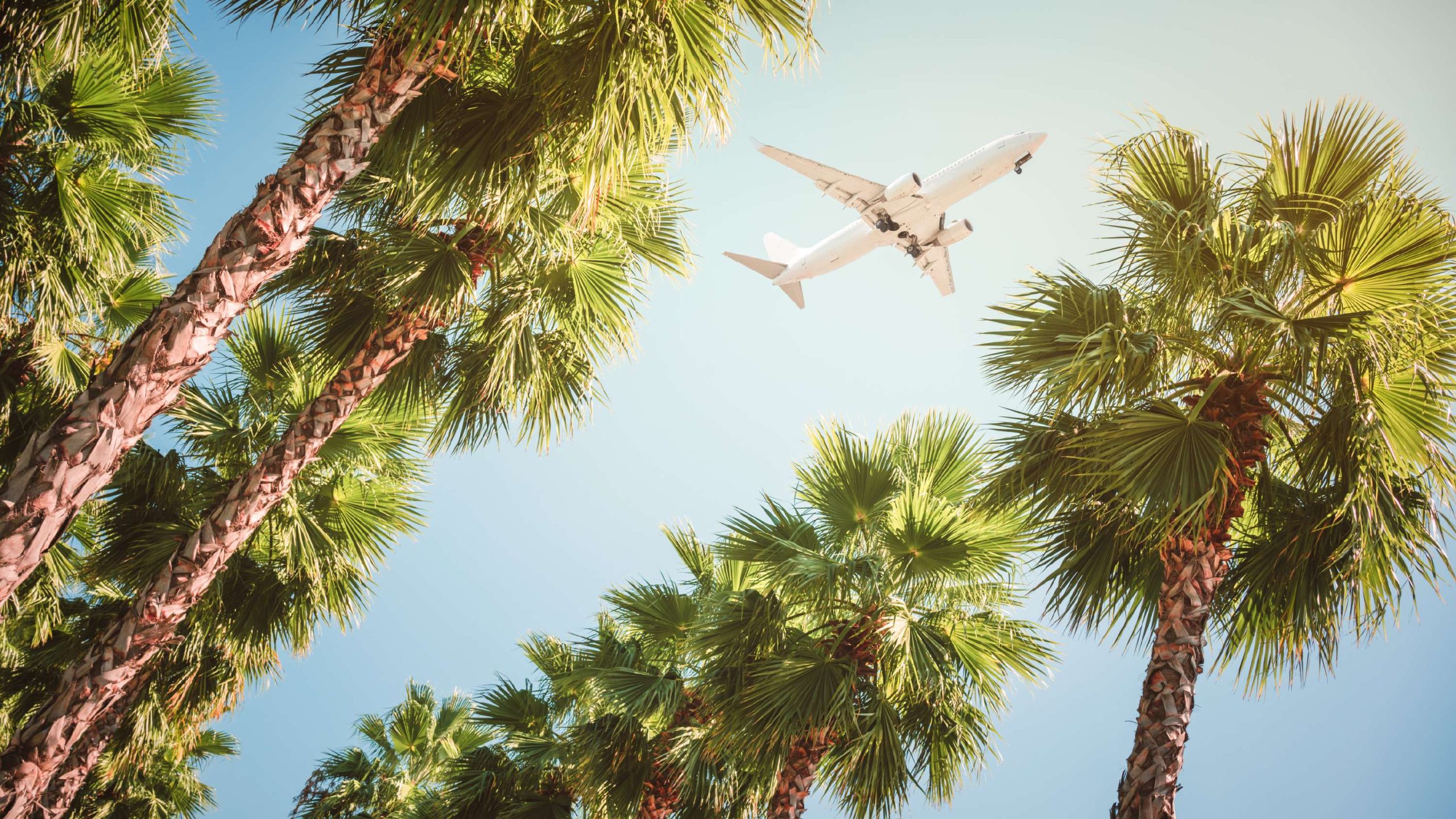 Palmen und Flugzeug als Konzeptmotiv für das Cruisefire Driving Escape Ibiza
